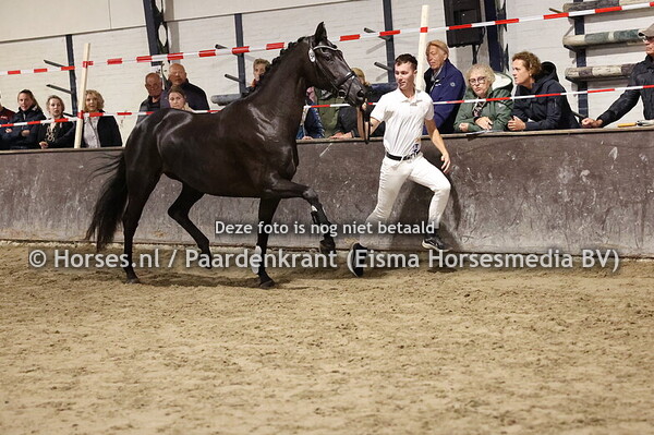 54 Wurstenblume (Vitalis x Wait and See v. Furst Romancier)