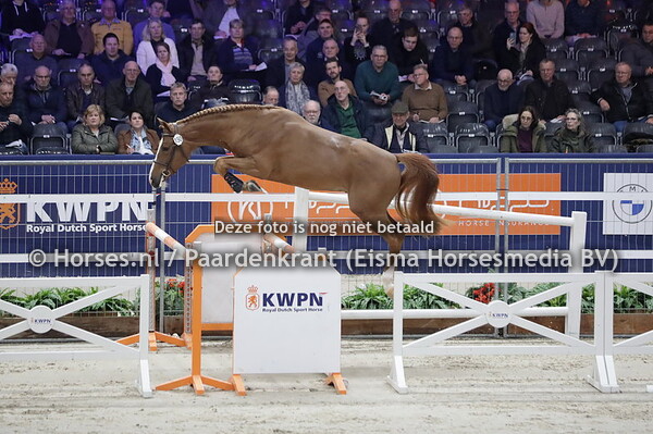 150 Pique (Panenka de Kalvarie x Haya PB v. Vigo d'Arsouilles)