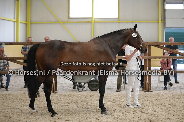 166 Lavista (Vittorio x Tajny v. Cavalier)