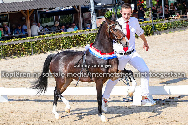 ck v h Nederlandsch Hackneystamboek 2025