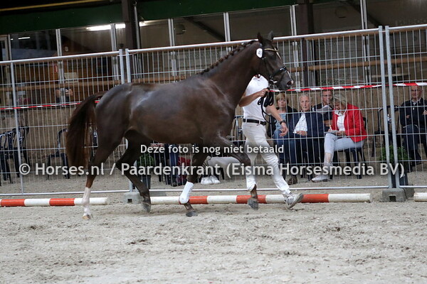 49 Madonna van't Hooghekke (Beliimo x Lois Lane v. Furst Romancier)