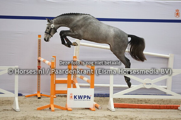 33 (Chacoon Blue x Zirocco Blue)