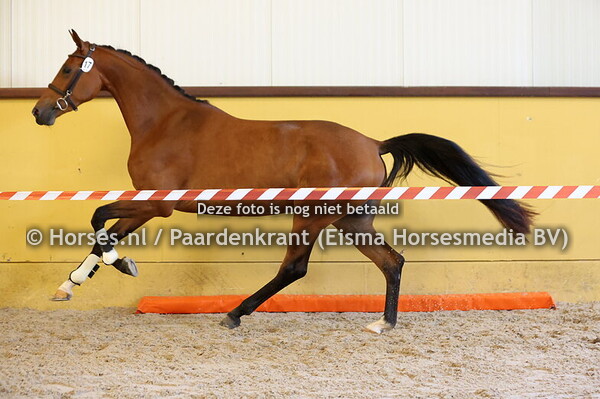 17 Saluti Duit N (Next Pitch x Wadutti v. Future)