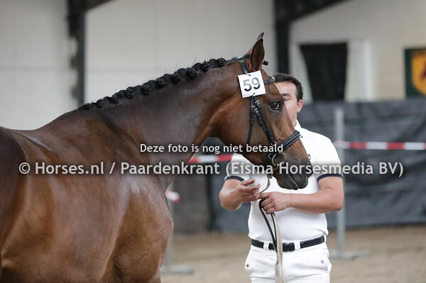 59 Moore Star (Five Star x Soraya v. Sunny Boy)