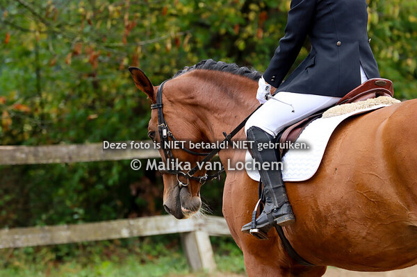 Dressuur manege paarden