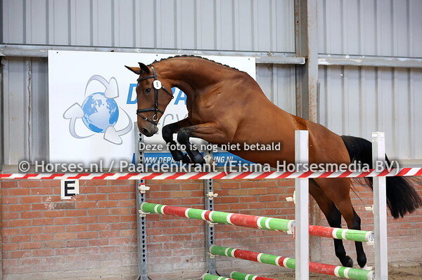 8 Pachama (Chacco'ss Son II x G. Mascha v. Marome)