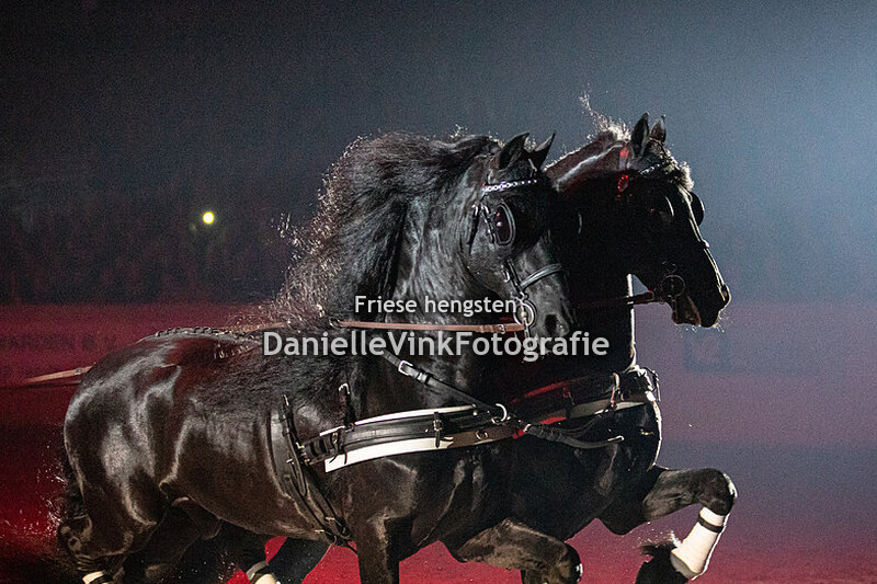 Hengstenkeuring 2023 Eise 489 en Jurre 495