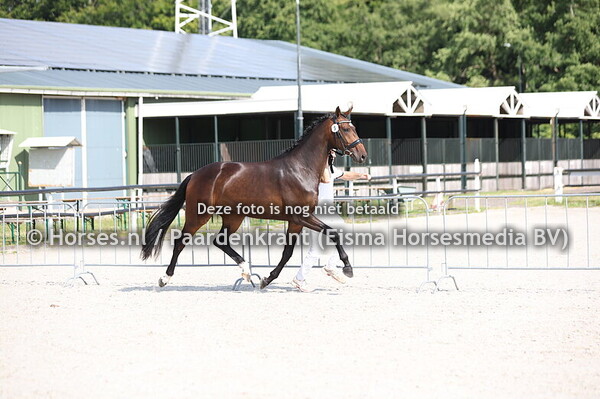 5 SYRANIETA B (MY BLUE HORS SANTIANO x CANIETA B V WESTPOINT)