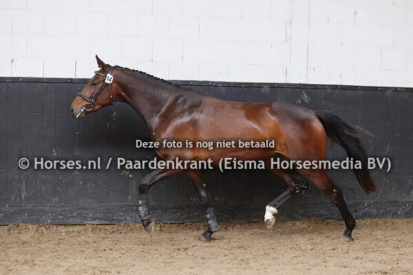 14 Sofie van Berghem (Opium JW vd Moerhoeve x Nienke)