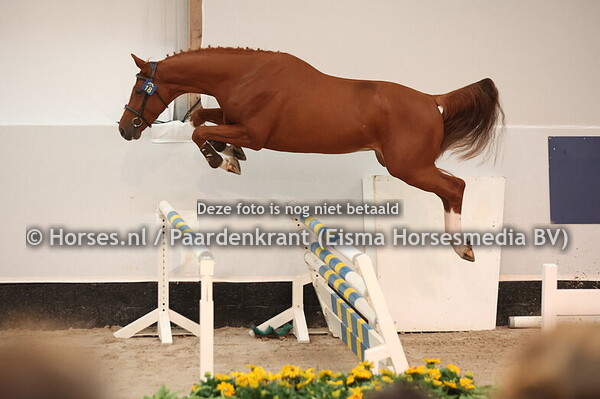 18 Watson van't Gebertgte Z (Tangelo vd Z x Ogano Sitte)