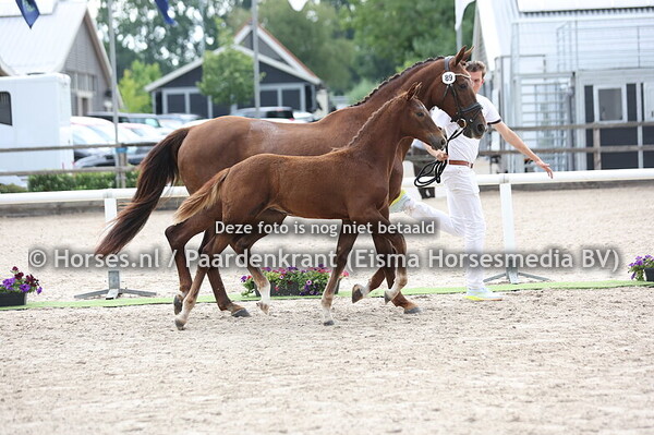 89 Virginia Gold NW (Mauro Turfhorst x Efeera))