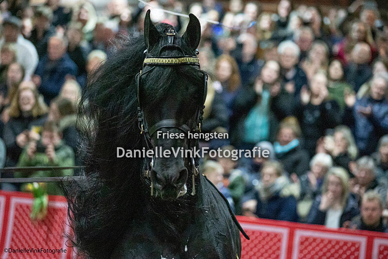 Hengstenshow Lunteren 25-02-2023 Alwin 469