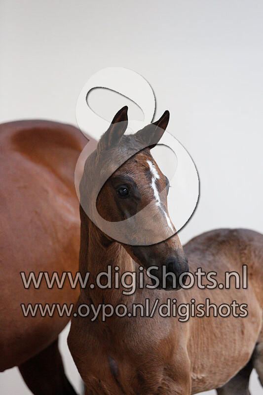 Nander RS v. Jensen VDL