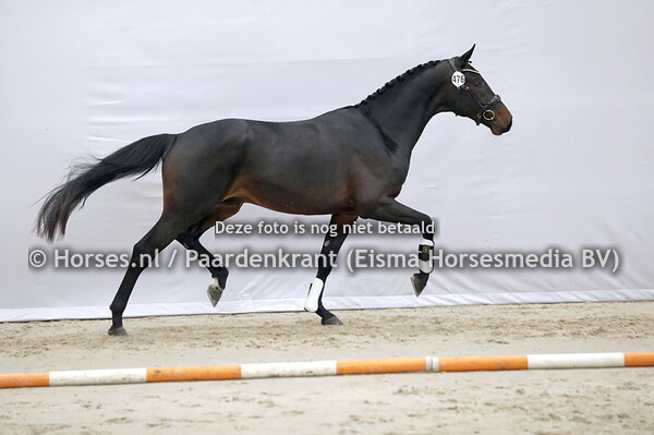 476 Rapaz AWB (Lord Europe x Vesta Utopia v. Democraat)