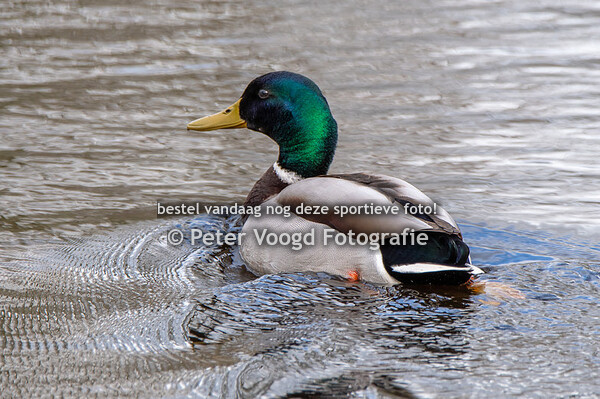 2020 Twiske Molenloop (01 mrt.)