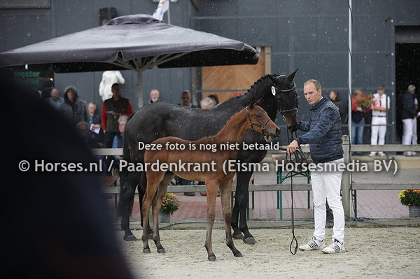 51 Pimiro (Lantanas x Vimira v. Gribaldi)