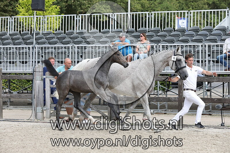 011 Rey v. Jumper Verdi