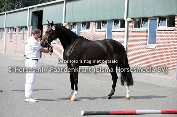 96 Navtex (Harley VDL x Coblesse TH v. Chin Chin)