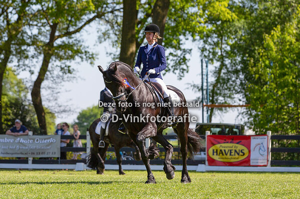 15. Bestgaand rijpaard groep 4