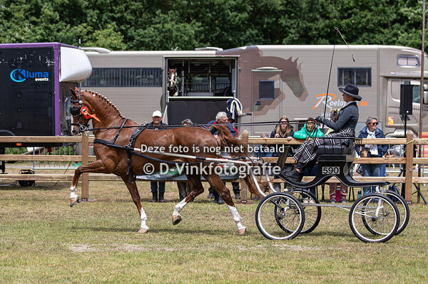 13. Eenspannen Tuigpaarden damesklasse