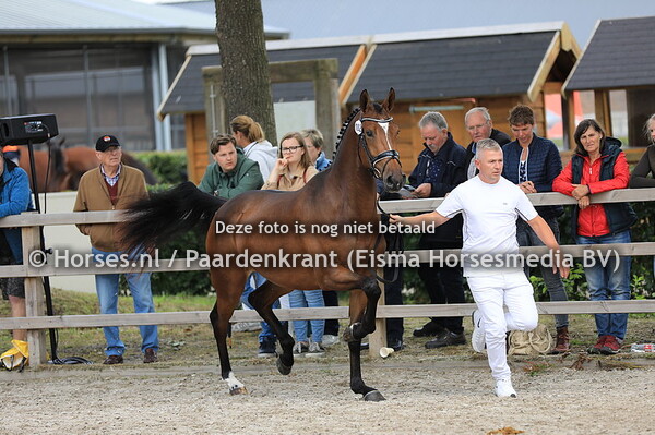 102 Ladyana v Hitmaker