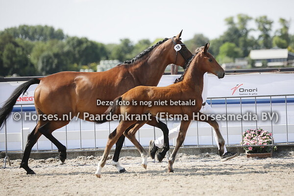 18 Santo Doningo (Las vegas x Miracle Dancer v. Daily Diamond)