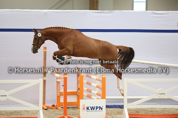 58 Sien Amalusiena LK (Baltic VDL x K.Amelusiena v. Zirocco Blue)