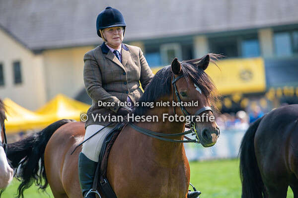 Ridden Section D Mares