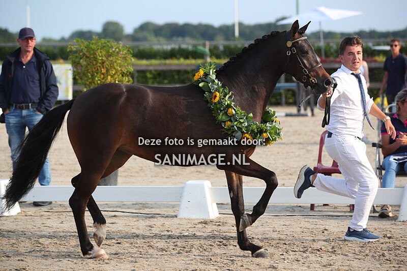 NWPCS Centrale keuring Houten 31-08-2024 Kampioensring vanaf 14.00 uur