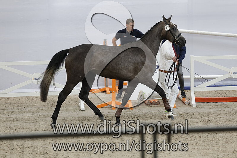 Promise Blue B v. Tangelo vd Zuuthoeve