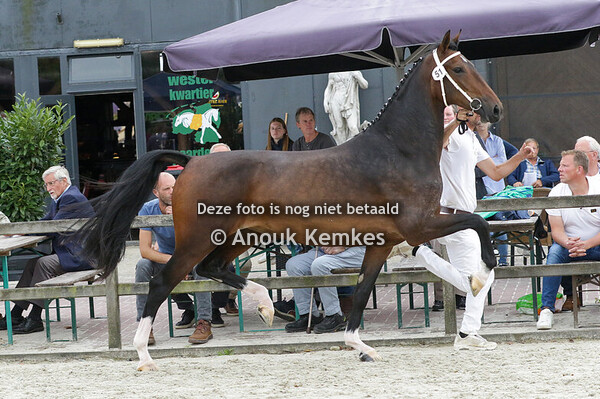 051 - RONITA LXXXIII CIZANDRO X ATLEET K. BUIST, NUIS