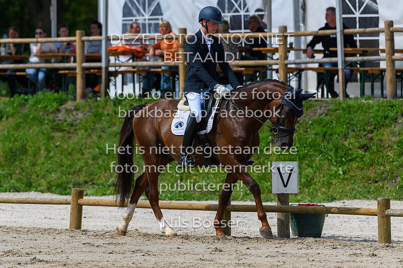 3 Jonge Paarden Dressuur 6 Jarige