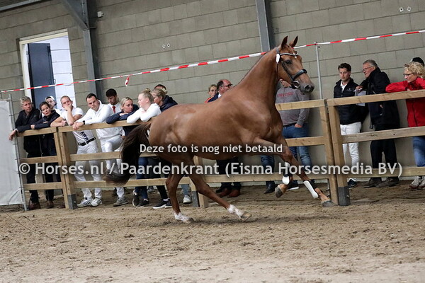 18 Majorijke (Dettori x Redorijke v. Jazz)