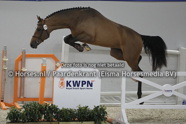 126 Ninja (Ibolensky x Rosalinda v. Ahorn)