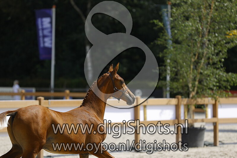 Tinus van het Woldhuis v. Jupiler