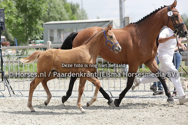 3 Super Seven (Contagio x Next Lina v. Eldorado vd Zeshoek)