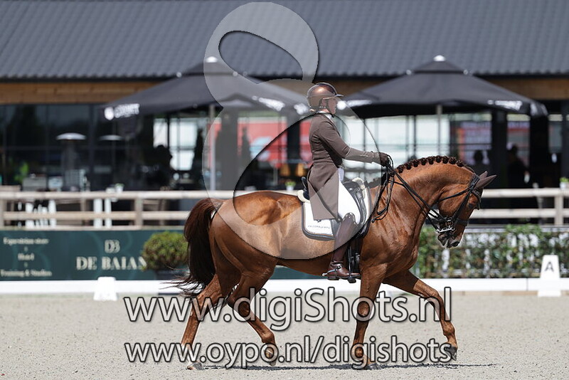 Golddream vd Kempenhoeve