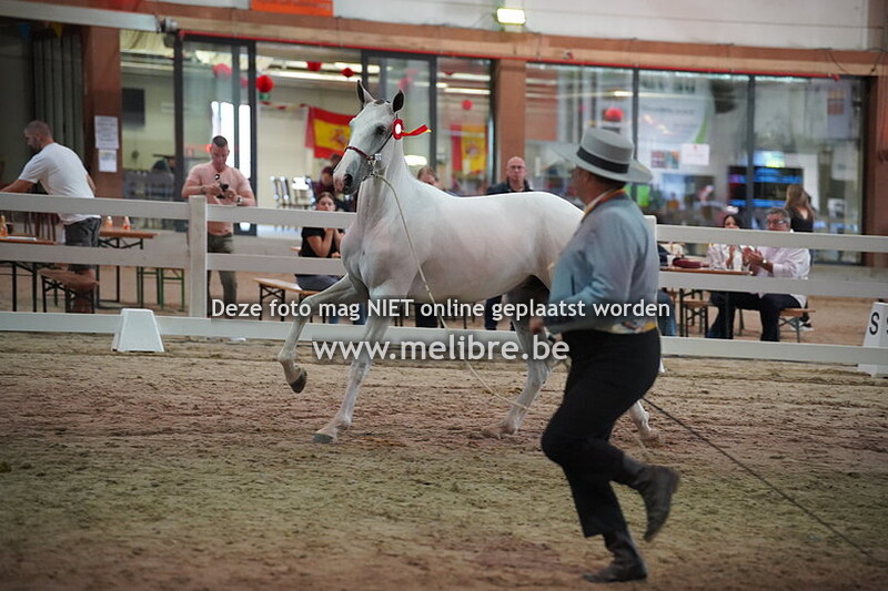 Seccion 1+2 - potras/potros de 1 ano