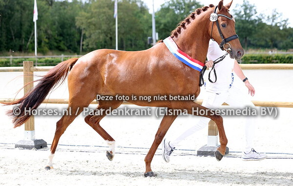 06-07-24 CK Drenthe KWPN