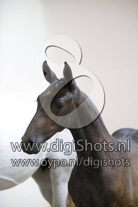 Eye Catcher Z v. Epleaser van t Heike