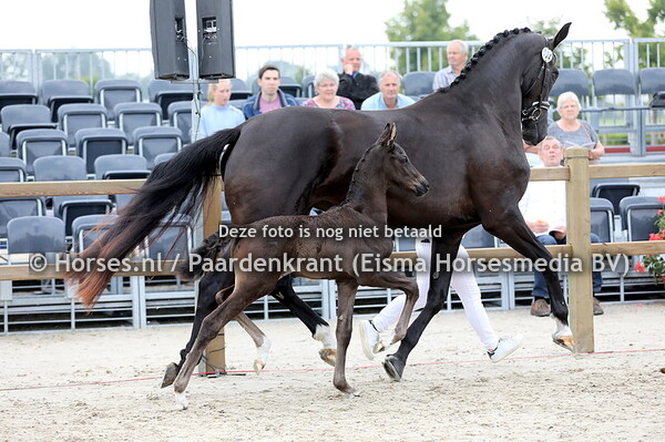 09-07-22 REST KWPN CK Noord Brabant