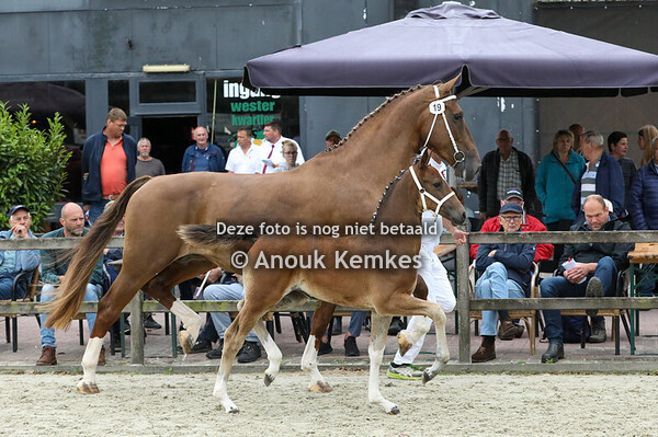 19 - Vinola ( Olympus HS x Crescendo )