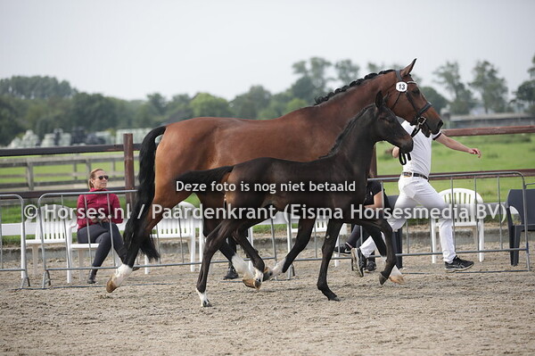 13 Rio de Janeiro from KVB (Janeiro Platinum x Devede v. Vivaldi)