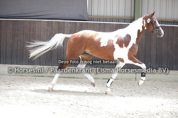 245 Mi Dolce Vita (Alexandro)