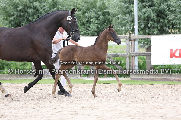 99 Vabiola (O'Toto vd Wimphof x Ofabiola v. Indian Rock)