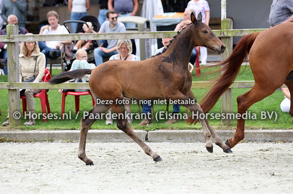 85 Vita-Vaodonie (Extreme US x Enjoy Vita v. Zardando)