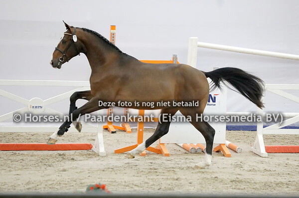 7 Azraff SPS (All Star x Galaxie d'Iscla v. Contendro)