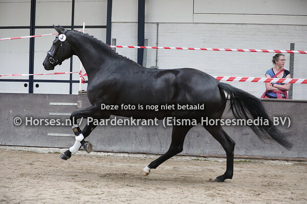 3 Mydora (Bordeaux x Zandora v. Jazz)