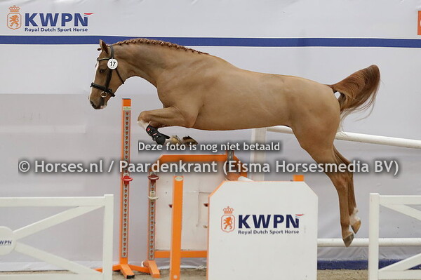 17 Ropario(Bustique x Paquita v. Vleut)