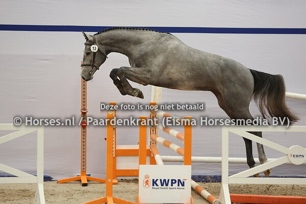 13 (Cape Coral RBF x Farfan M)